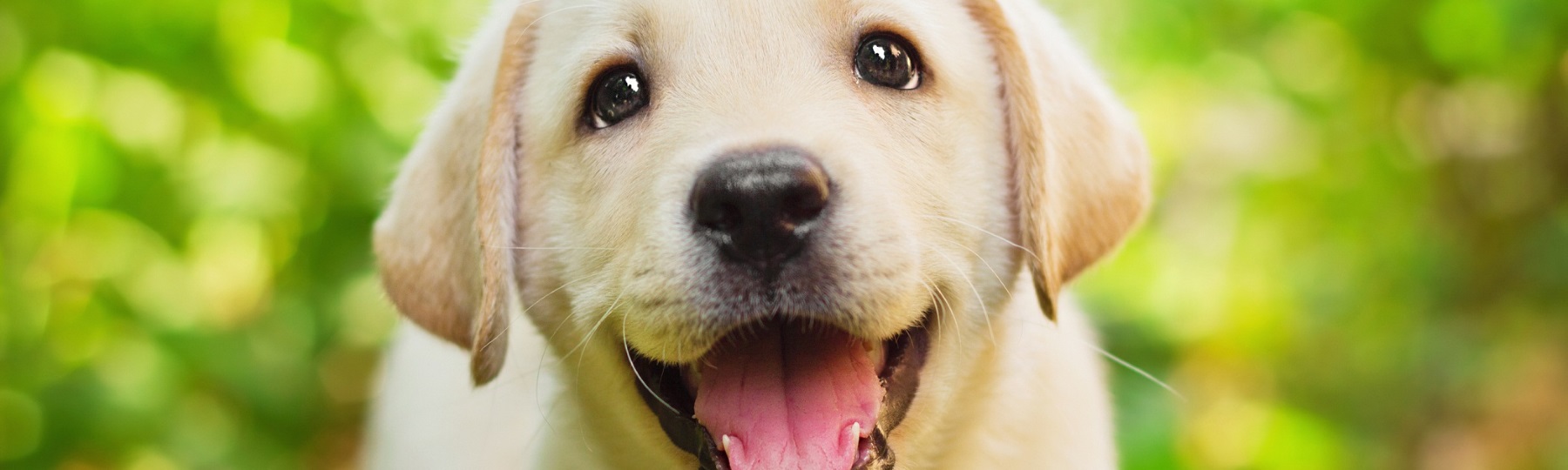 Yellow lab puppy in the yard